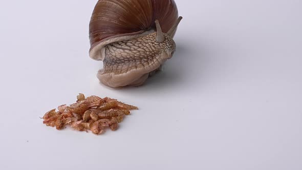 Large grape snail eats gammarus on a white background, close-up video