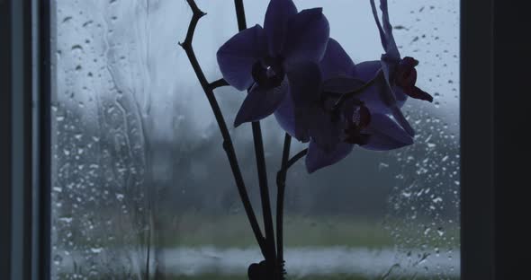 Orchid Flowers Against Wet Window