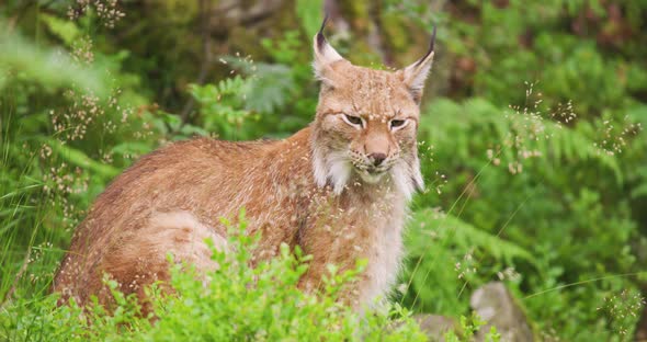 Alert Lynx Sitting on Field in Forest