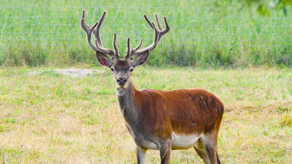 Deer with Big Horns in the Natural Environment Protection of Nature Concept alt
