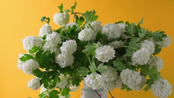 White Spherical Flowers of Snowball Tree alt