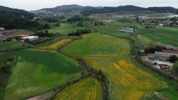 Countryside with Yellow Flowers in Green Field alt