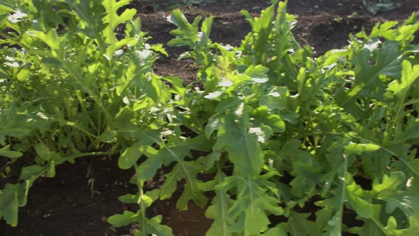 Growing Arugula. alt