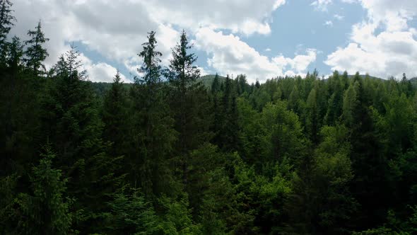 Aerial Drone View. Green Pine Forest with Canopies of Spruce Trees in Summer Mountains. V2 alt