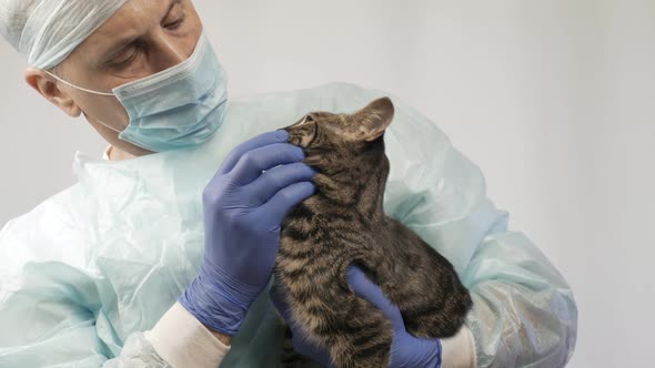 The Veterinarian Strokes the Kitten, He Examines It Before the Operation. alt