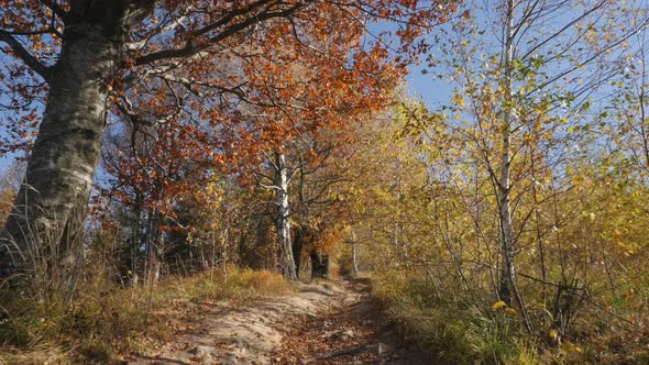 Dirt road next to trees alt