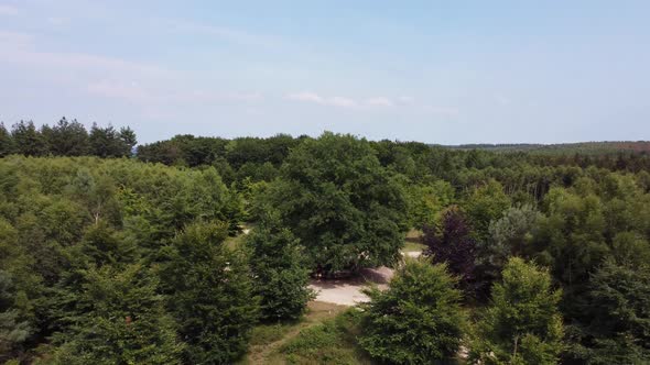 Lonely Oak Tree in the Utrechtse Heuvelrug near Amerongen, Leersum, Elst alt