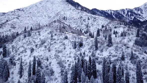 Winter Forest and High Mountains Covered with Snow alt