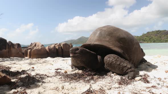 Giant Tortoise On White Sand Beach
