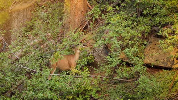 Mule Deer grazing in the forest in Kings Canyon National Park alt