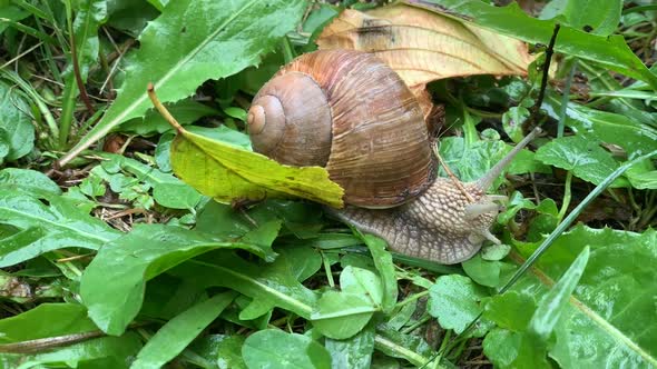 Snail alt