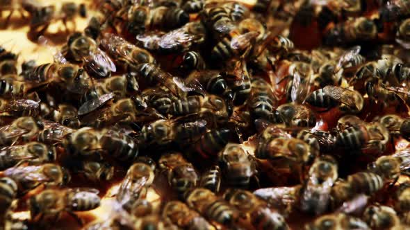 Close-up of honey bee frame covered with bees alt