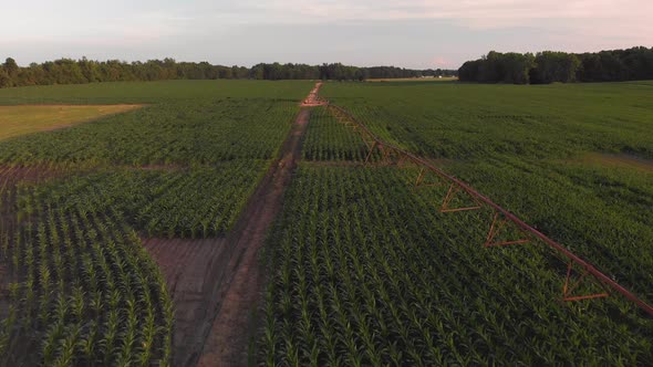  Aerial View Of Corn Field With Sprinkler At Sunset