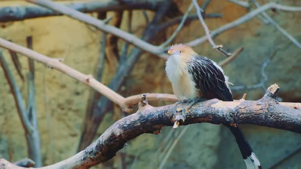 Exotic Tropical Bird Guira Cuckoo with Fluffy White and Black Feathers