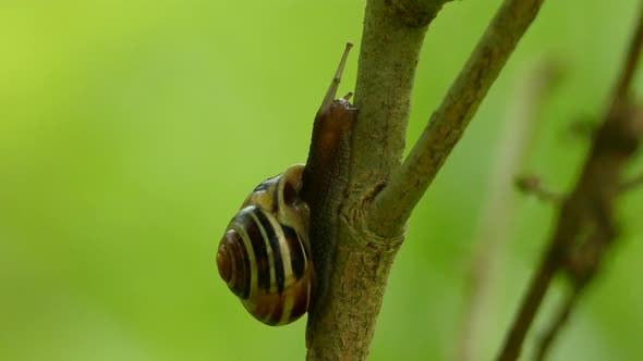 Macro shot of a snail inching up a branch of a brush in the middle of the forest with green bocha in alt