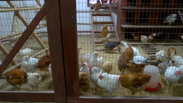 Many Chickens in Hen House at Poultry Farm alt