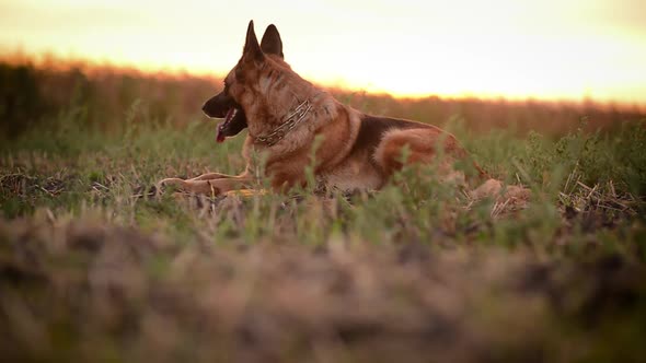 Beautiful Dog German Shepherd Laying in Field alt
