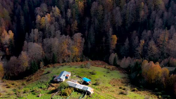 forest autumn 22 alt