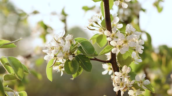 Branches of Beautiful Blooming Tree With White Flowers in Early Spring