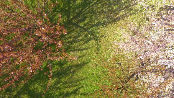 Top Shot view of Young woman with long hair enjoys spring garden in bloom. Happy girl running alt