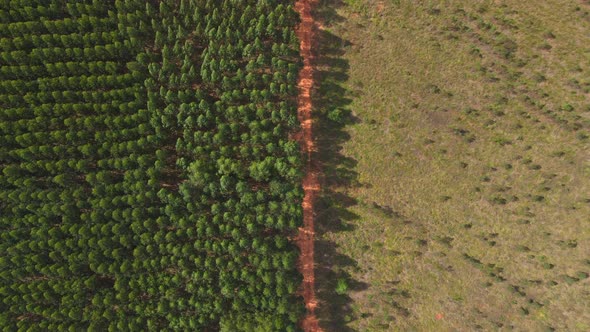 Deforestation Environmental Problem