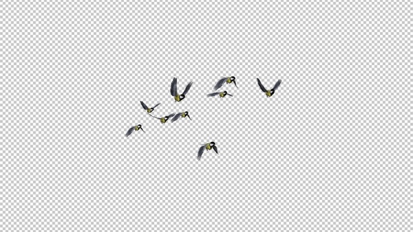 Yellow Tits - Flock of 9 Birds - Flying Transition - Alpha Channel