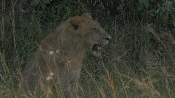 Female lion sitting in the grass alt