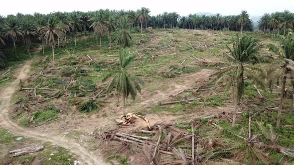 Aerial view excavator clear the land at oil palm plantation at Malaysia. alt