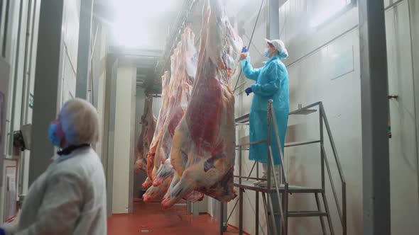 Quality Control at the Meat Production Plant a Female Worker Stamps and Labels Cow Carcasses Women alt