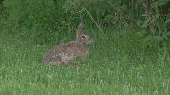 Close up view of a rabbit in grass
