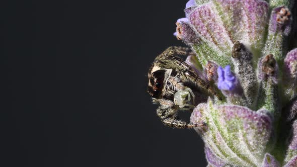Jumping Spider (Phiale sp) on a lavender flower, feeding from a tiny Crab spider (Thomisidae sp), da alt
