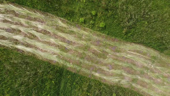 Aerial Photography Drone Top Shot of a Mown Meadow with Long Lines of Fresh Mowed Grass Rotating