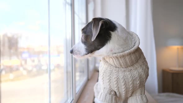 Dog Looking At Window Waiting For The Arrival Of Owners alt