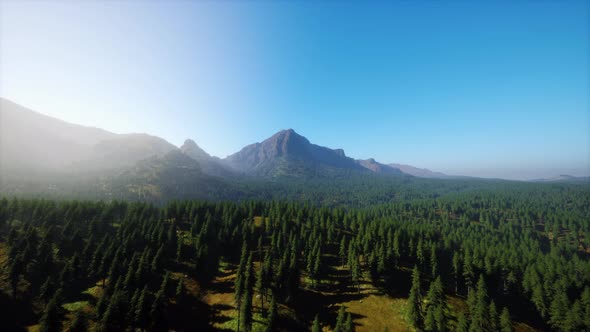 Beautiful Sunset View in Cedar Forest in Front of Sayan Mountain Range alt