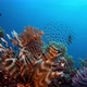 Commen Lionfish Tropical Coral Reef - VideoHive Item for Sale