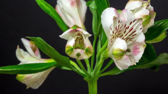 Alstroemeria Blossom Timelapse on Black alt