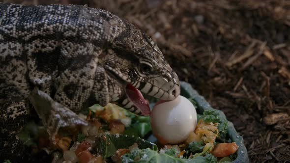 Tegu lizard eating an egg from a salad alt