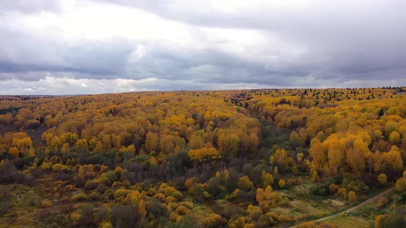 Aerial View of the Forest Under Clouds During the Autumn. Crowns of Trees with Yellow Foliage alt