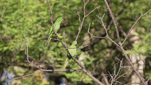 Slow motion shot of a pair of lovely white-eyed conure; psittacara leucophthalmus perching and resti alt