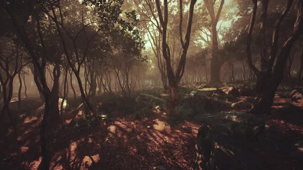 Sunrays in a Forest on a Hazy Morning alt