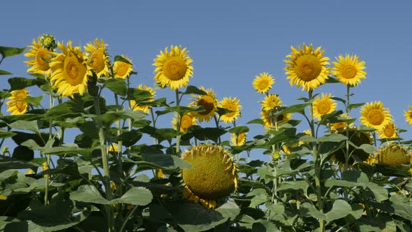 Beautiful contrast of blue sky and yellow sunflower Helianthus annuus heads 4K footage alt