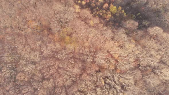 Stunning Autumn Forest From Above. Colorful Multi-colored Treetops, View From the Drone