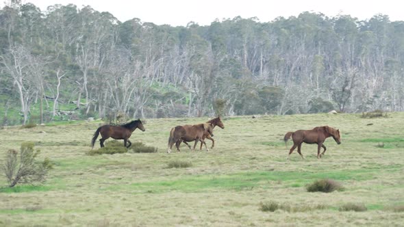 tracking clip of a herd of brumbies running in kosciuszko national park alt