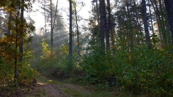 Summer Forest Early in the Morning with Sun Rays. Walking Along Forest Path alt