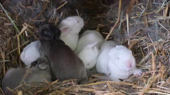 A Group of Small Blind Newborn Rabbits Crawl Into Their Soft Warm Nest alt