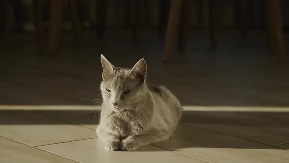 Grey Domestic Shorthair Purebred Cat Relaxing on the Floor in Sunset Sunlight alt