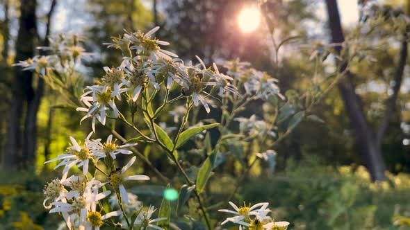 Sunrise Through Flowers and Trees Video 