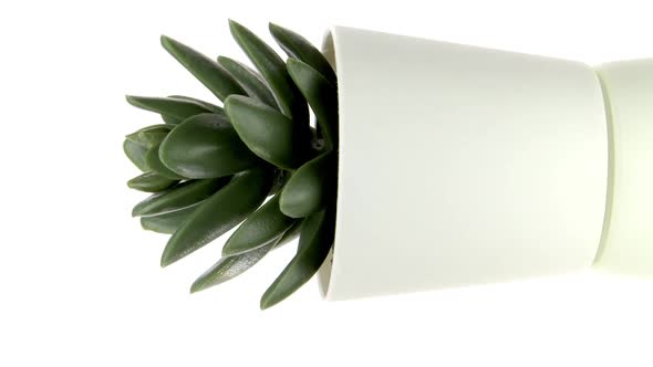 Vertical Video Green Home Plant in Small Pot Rotating Isolated on White Background