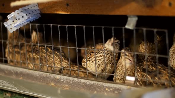 Livestock Business Concept. Quails in a Cage on a Farm alt