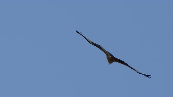 Tracking shot of Majestic Red Kite Eagle gliding through Air at blue sky,close up alt